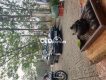 Toyota Camry  1989, Nguyên Bản Máy Bao Chất chạy Xa TỐT 👍 1989 - Camry 1989, Nguyên Bản Máy Bao Chất chạy Xa TỐT 👍