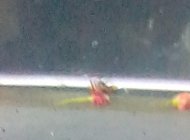 Peugeot 505 1994 - Bán Peugeot 505 đời 1994, màu xanh lam, nhập khẩu, giá chỉ 10 triệu giá 10 triệu tại Bình Thuận  